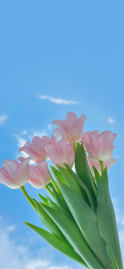 花#转载请点赞/收藏