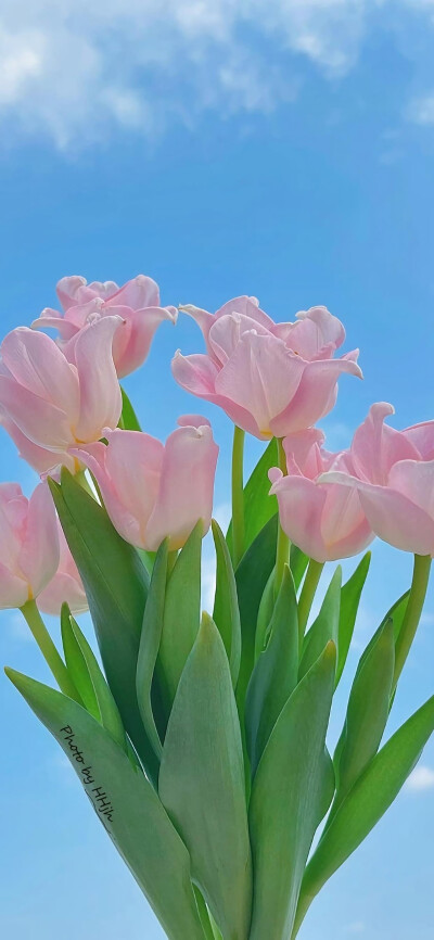 花#转载请点赞/收藏