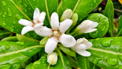 吉安赏花：春雨滋润下的海桐花