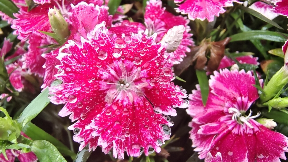 吉安赏花：春雨滋润下的石竹花