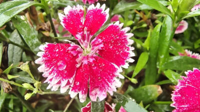 吉安赏花：春雨滋润下的石竹花