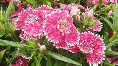 吉安赏花：春雨滋润下的石竹花