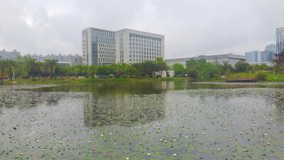 吉安赏花：城南桂竹园睡莲花开成一景