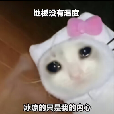 流泪猫猫头/嗦你/琴女/转侵删/表情包/emo