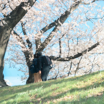 樱花背景图
©wb泡个雪饼吃