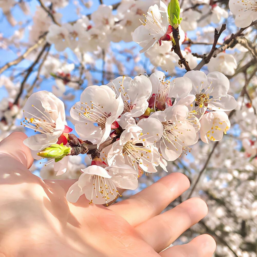 樱花背景图
©wb泡个雪饼吃