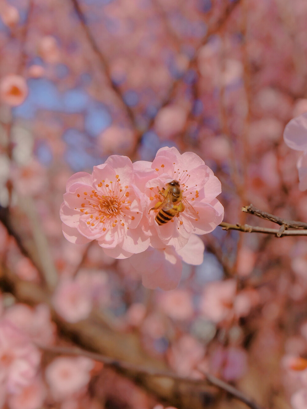 桃花