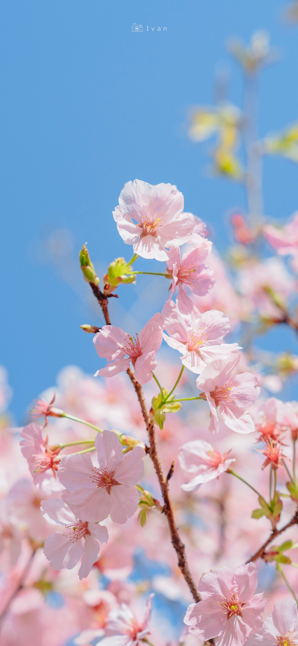 鲜花壁纸