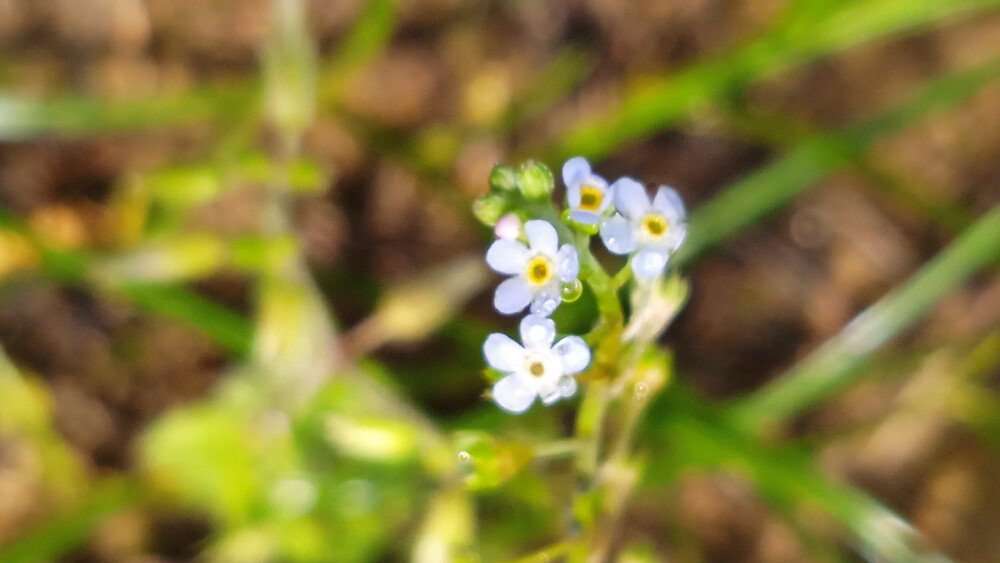 路边小野花