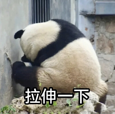 大熊猫表情包