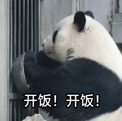 大熊猫表情包