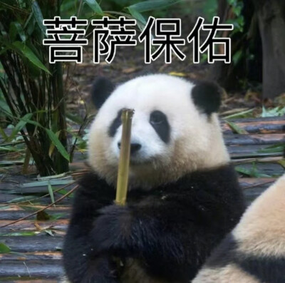 大熊猫表情包