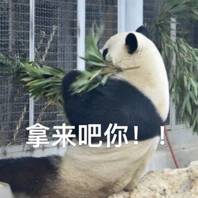 大熊猫表情包