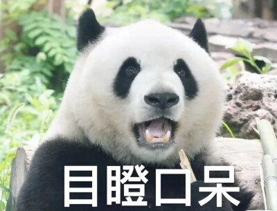 大熊猫表情包