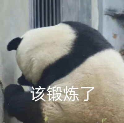 大熊猫表情包