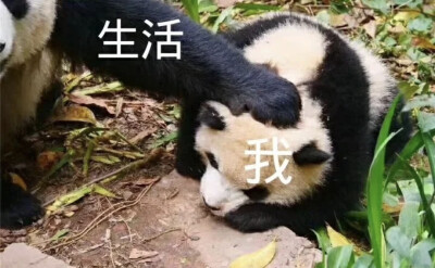 大熊猫表情包