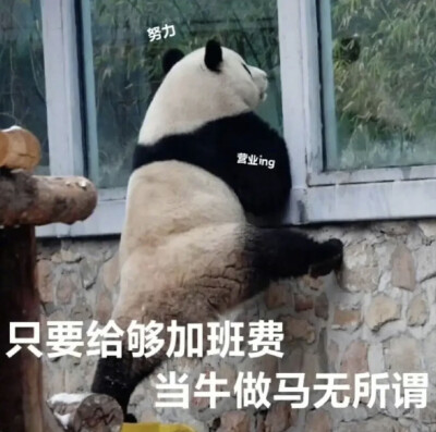 大熊猫表情包