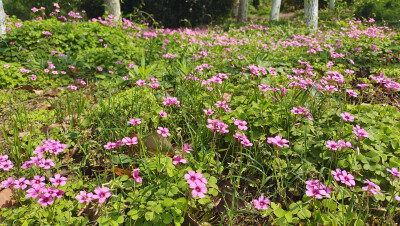 吉安赏花：后河景区红花酢浆草花开烂漫