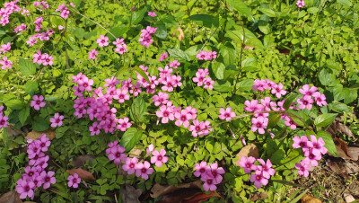 吉安赏花：后河景区红花酢浆草花开烂漫