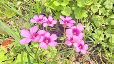 吉安赏花：后河景区红花酢浆草花开烂漫