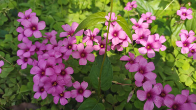 吉安赏花：后河景区红花酢浆草花开烂漫