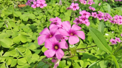 吉安赏花：后河景区红花酢浆草花开烂漫