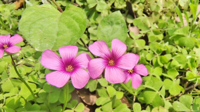 吉安赏花：后河景区红花酢浆草花开烂漫