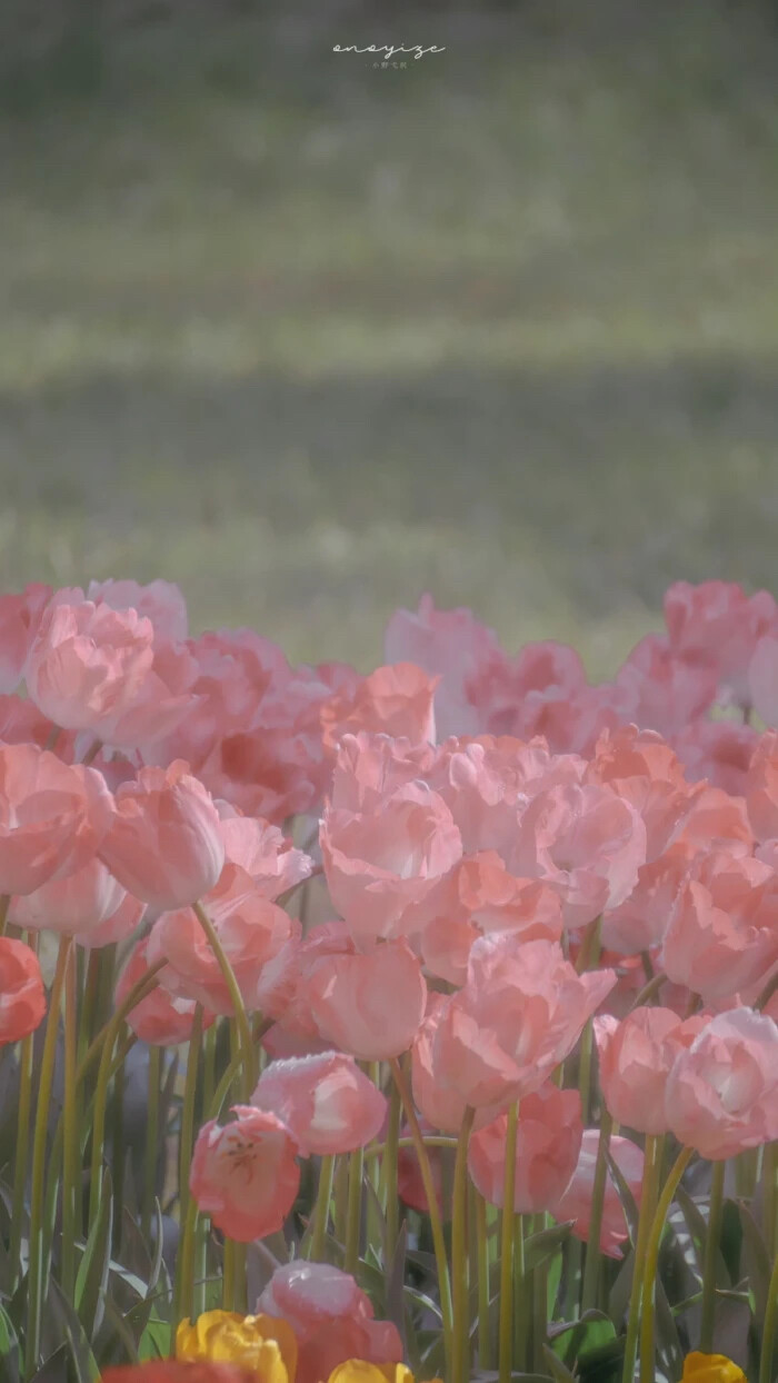 花与春