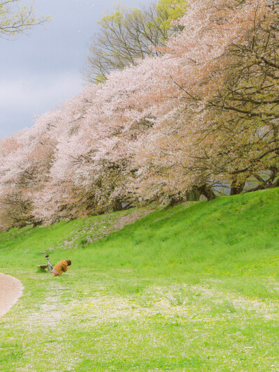 只有日本