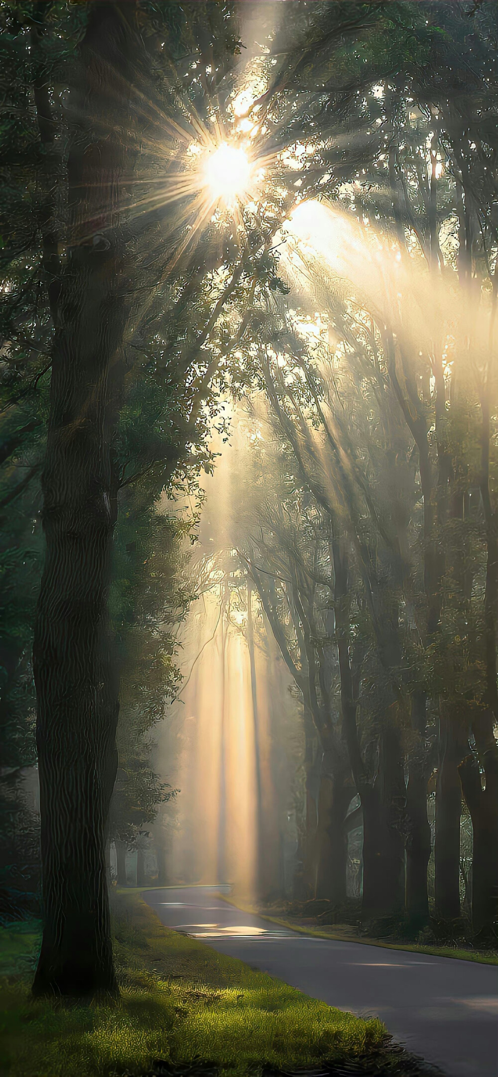 壁纸 背景