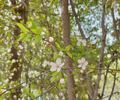 紫叶李