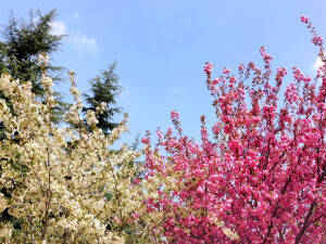 春意正好，且要逍遥