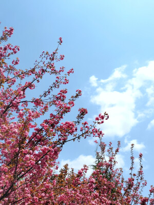 春意正好，且要逍遥