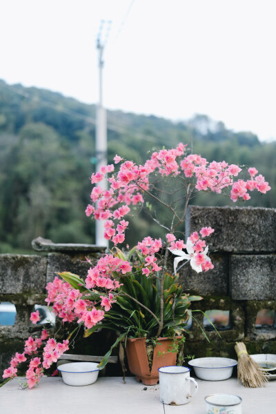 又到了晒笋干梅菜的季节
摄影：洪小漩
出镜：家人
清明假期之前，送菲比和婆婆回上虞一趟。
先去的外婆家，婆婆帮着外婆一起做了清明粿，笋丁咸菜肉末馅和豆沙馅，蒸熟了后，我顾不得烫嘴，一口气吃了两三个。
…