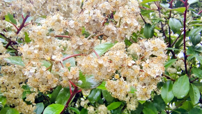 吉安赏花：春雨滋润下的石楠花