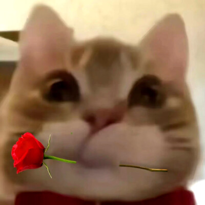 可爱表情包来咯~