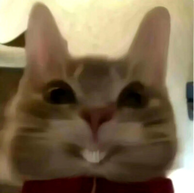 可爱表情包来咯~