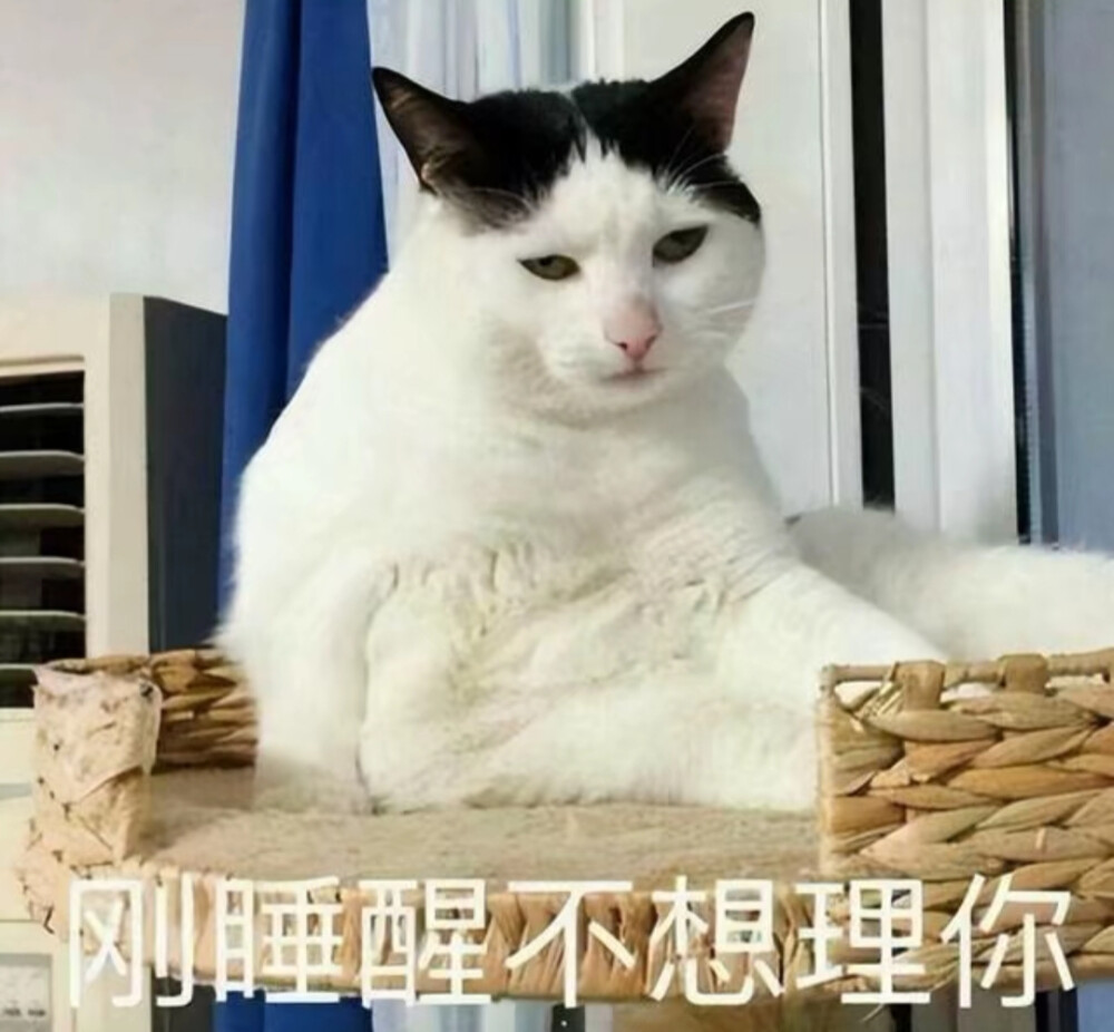 猫猫表情包