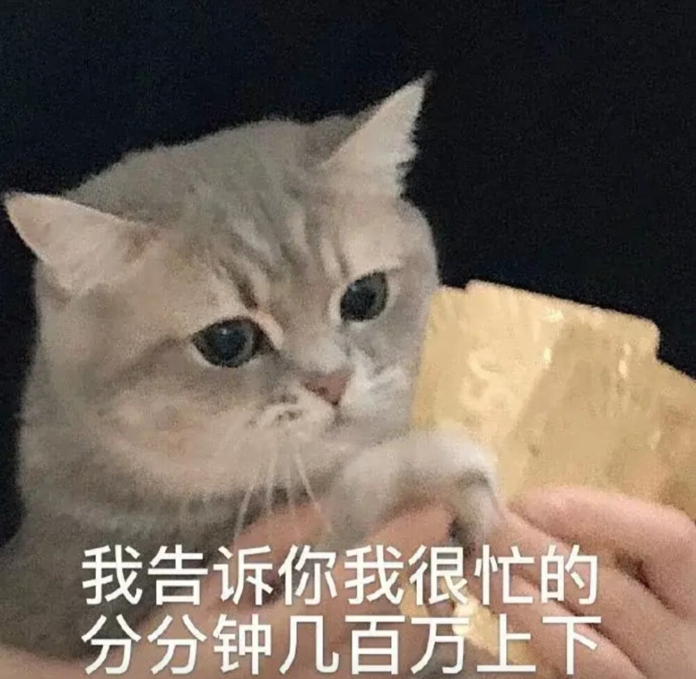 猫猫表情包