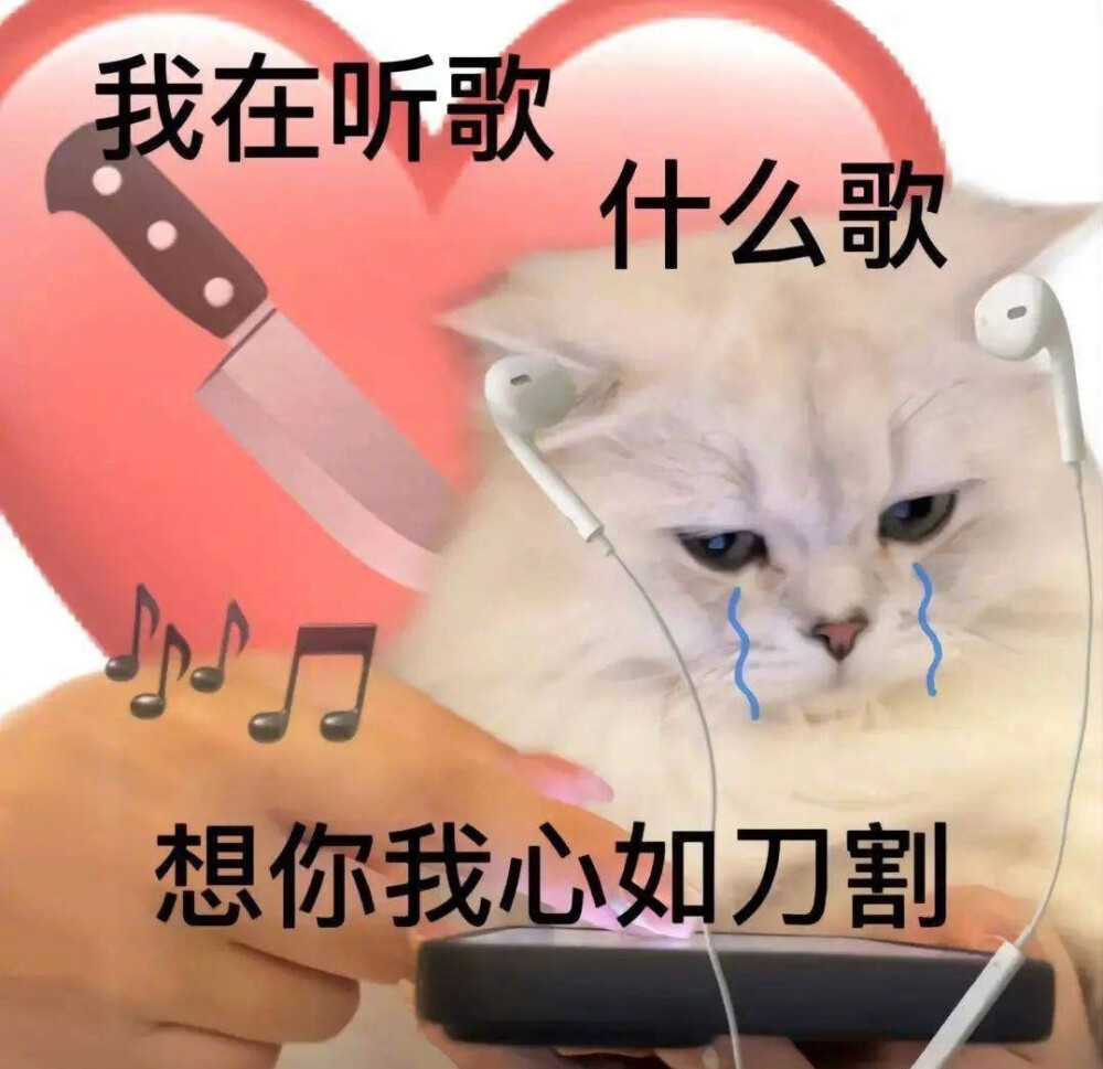 猫猫表情包