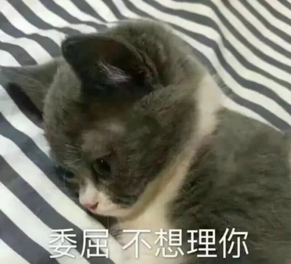 猫猫表情包