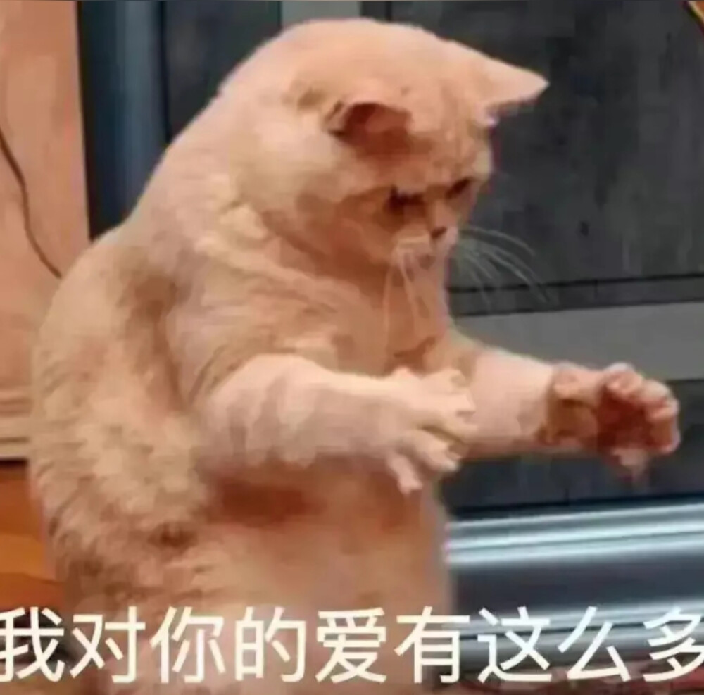 猫猫表情包