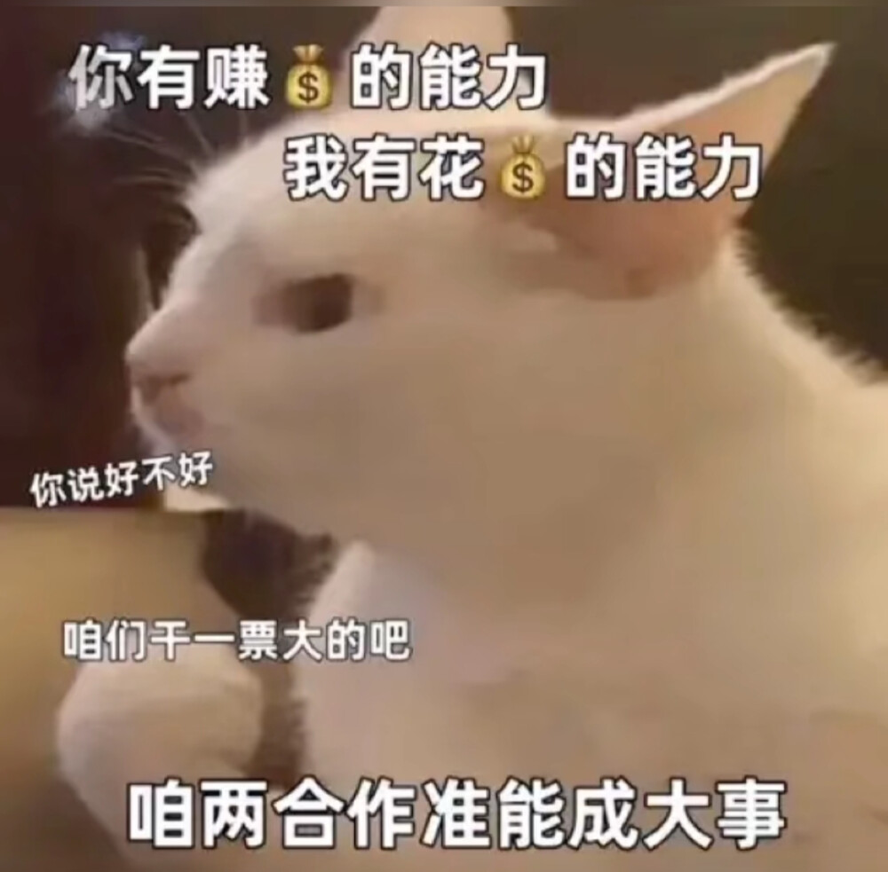 猫猫表情包