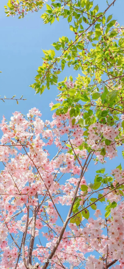 春日花海