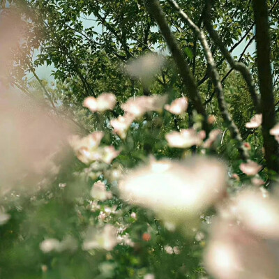 
长夏、于风季"midsummer