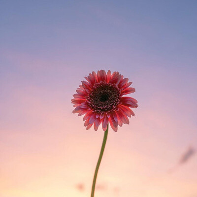 微醺的晚霞与鲜花背景图