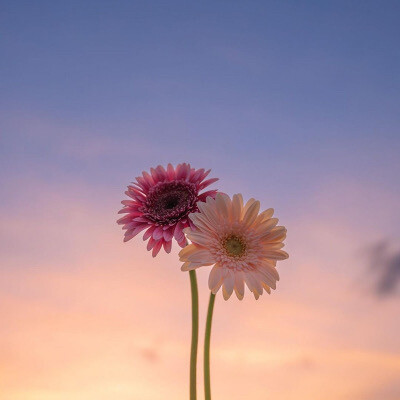 微醺的晚霞与鲜花背景图