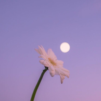 微醺的晚霞与鲜花背景图