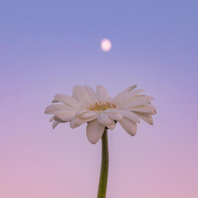 微醺的晚霞与鲜花背景图