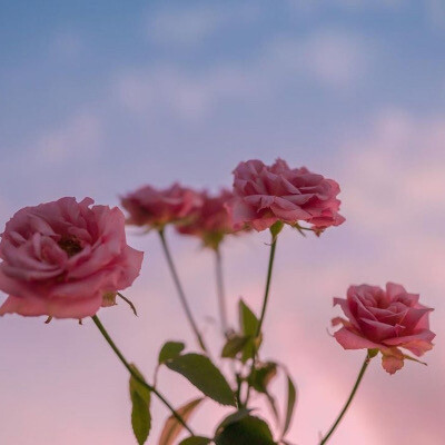 微醺的晚霞与鲜花背景图